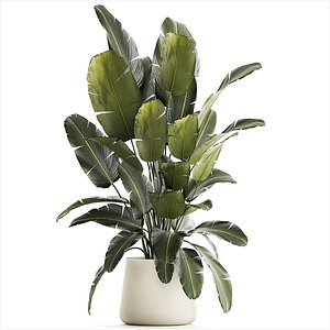 3D Beautiful Strelitzia bush plants in a flower pot 1315 model