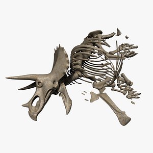 Triceratops Bones