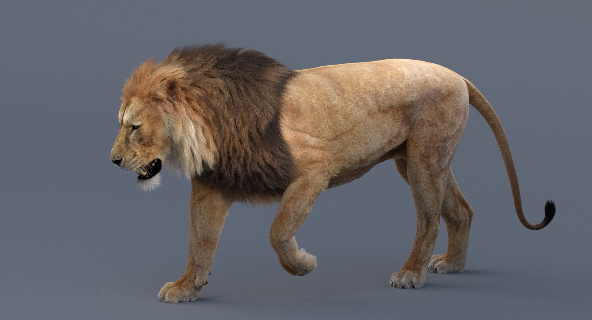 3D Model Realistic Rigged Lion Animation - TurboSquid 1350113