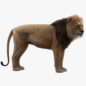 3D model realistic rigged lion animation