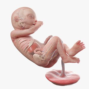 3D Fetus Anatomy Week 20 Animated