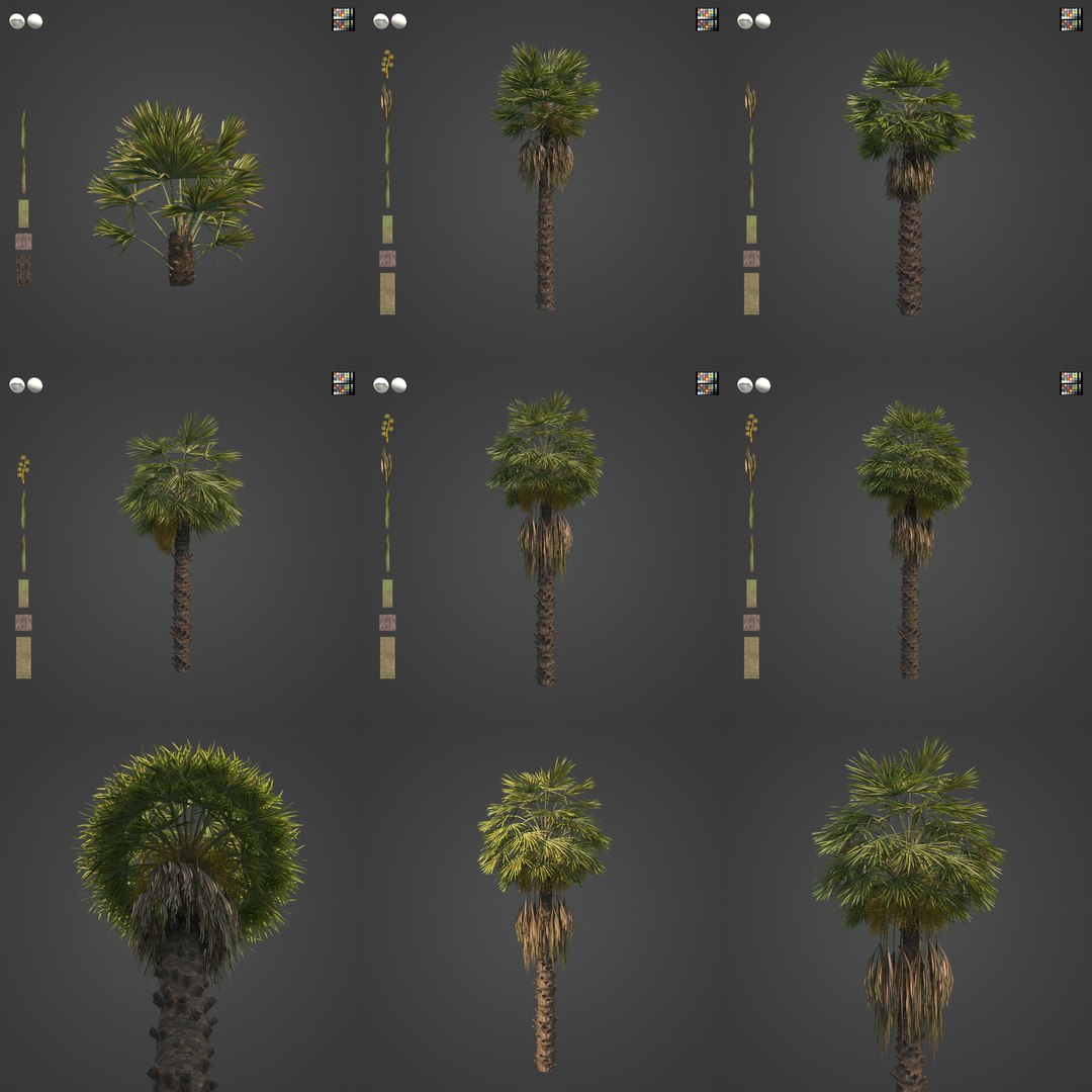 2021 PBR Chinese Windmill Palm Collection - Trachycarpus Fortunei 3D ...