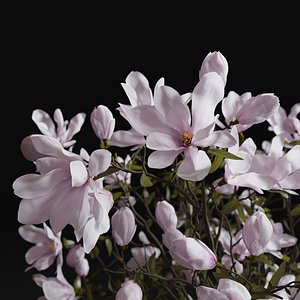 Set    Magnolia and Vases 3D model