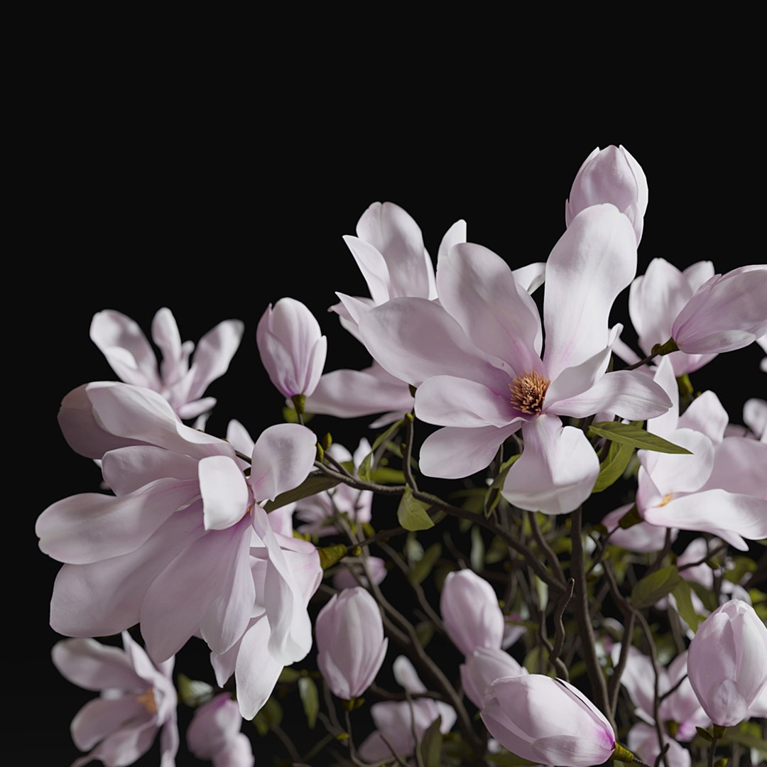 Set    Magnolia and Vases 3D model https://p.turbosquid.com/ts-thumb/S1/EHltkM/et/3273127.602794357ebc7/jpg/1738896587/1920x1080/fit_q87/98ab635585a079e103975aa206c7c302e61d4b57/3273127.602794357ebc7.jpg