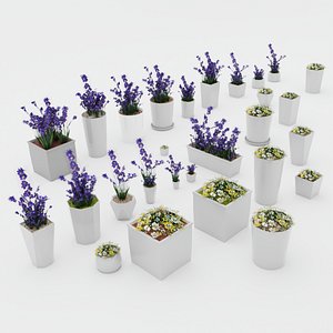Potted spring flowers