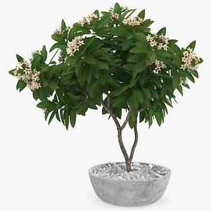 Flower Pot Plumeria White