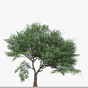 Set of Catalpa Ovata Tree  Chinese Catalpa   2 Trees model