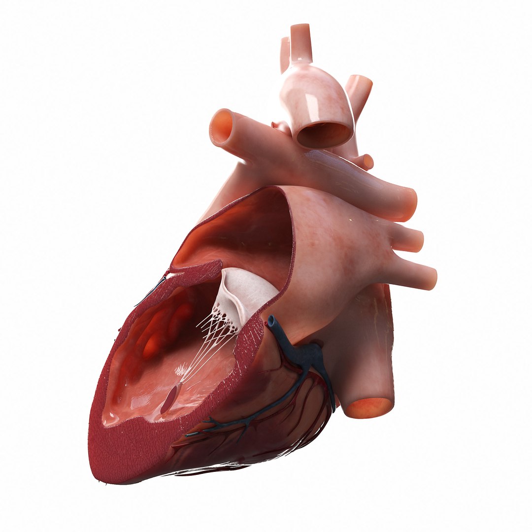 3D Heart Lateral Section V2 Animated Model - TurboSquid 1757825