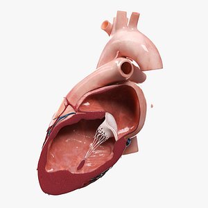 3D Heart Lateral Section v2 Animated model