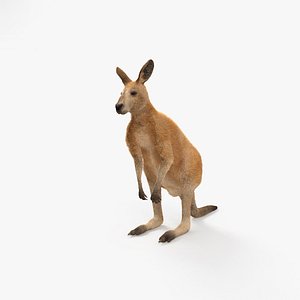 kangaroo mammal animal 3D model