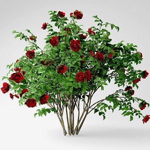 Red rose bush