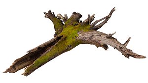 3D tree root model