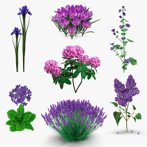 3D Purple Flowering Plants Collection 5