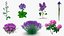 Purple Flowering Plants Collection 5
