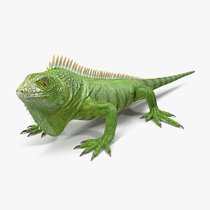 c4d green iguana