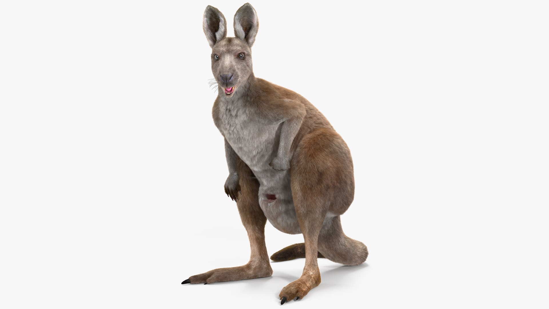 Female Kangaroo Fur Rigged 3D model preview