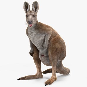 Female Kangaroo Fur Rigged
