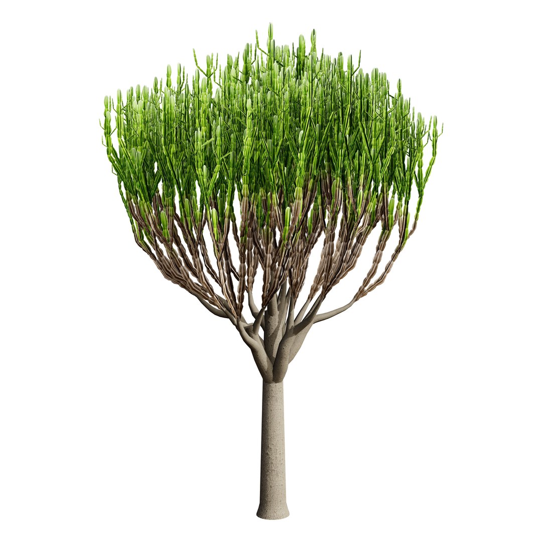 Naga Tree 3D Model 3D - TurboSquid 2307072