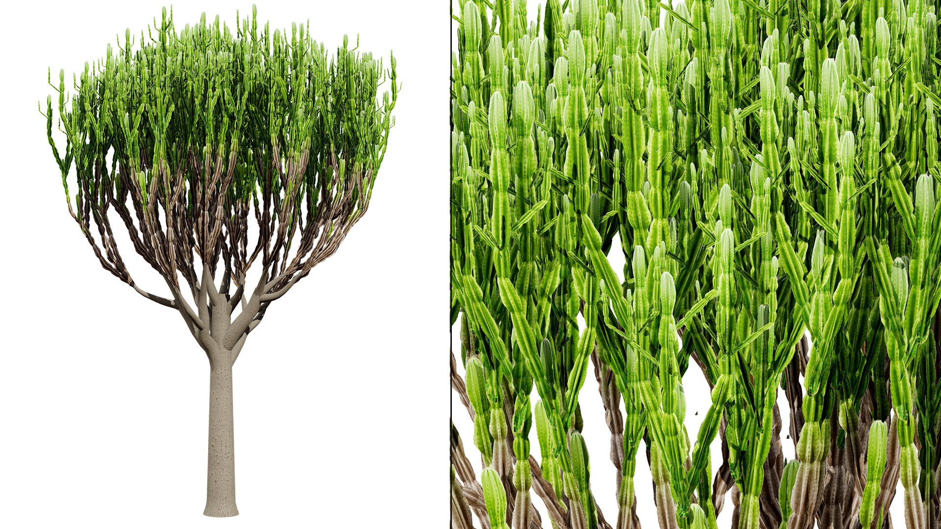 Naga Tree 3D Model 3D - TurboSquid 2307072