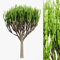 Naga Tree