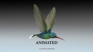 Humming Bird