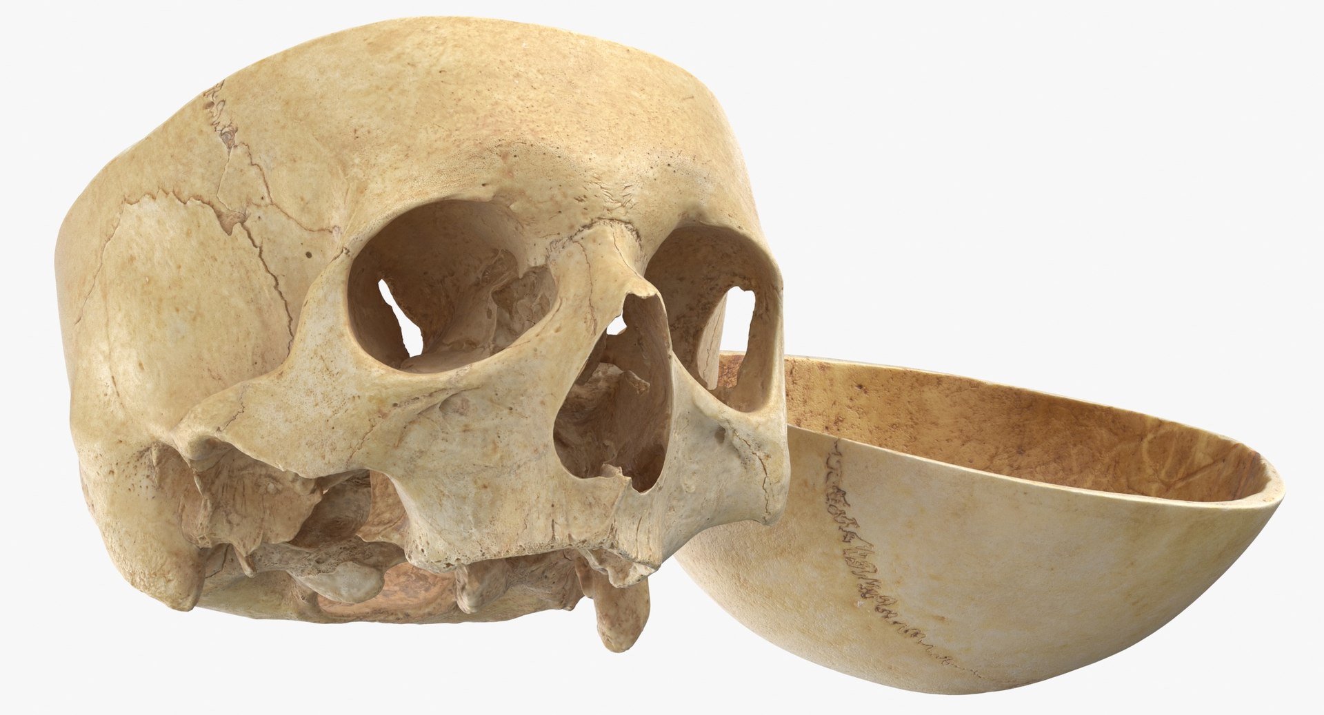 3D Human Skull Cranial 02 - TurboSquid 1570329