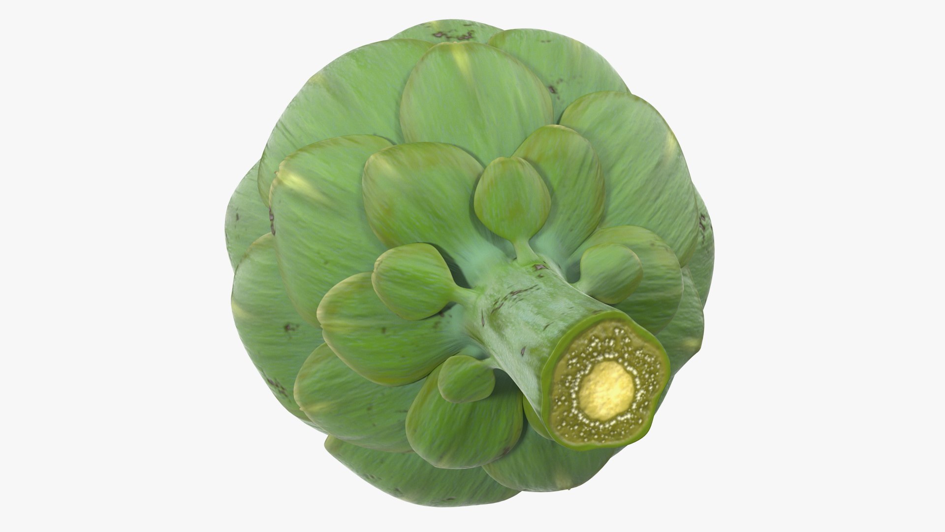 Vegetables Collection 6 3D https://p.turbosquid.com/ts-thumb/S2/Y6fOqo/gn/vegetablescollection6vray3dmodel036/jpg/1679498098/1920x1080/fit_q87/25a6bd5f4fc7fd86302f47c45dbd4815eb44c148/vegetablescollection6vray3dmodel036.jpg