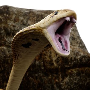 Light Skin Cobra Attack Animated Rigged for Maya