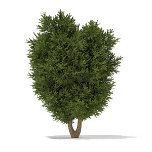 European Yew (Taxus baccata) 3.7m