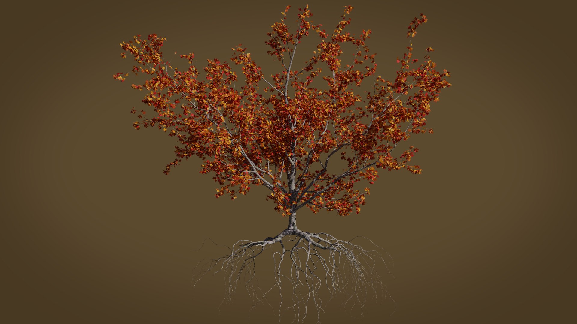 3D maple autumn 4 tree bark https://p.turbosquid.com/ts-thumb/S2/mUi8Bg/7hzekKGj/render1/png/1574164963/1920x1080/fit_q87/cf1301a85753455892813f759dda4b3a4ce613cc/render1.jpg