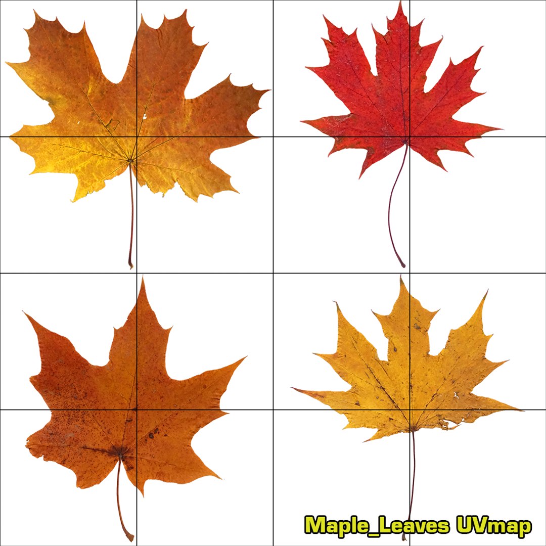 3D maple autumn 4 tree bark https://p.turbosquid.com/ts-thumb/S2/mUi8Bg/QDnDNxl4/uv_leaves/png/1574164963/1920x1080/fit_q87/7e4b7393158273fcfa670713fba89a91065c4e00/uv_leaves.jpg