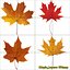 Arce Otoño 4