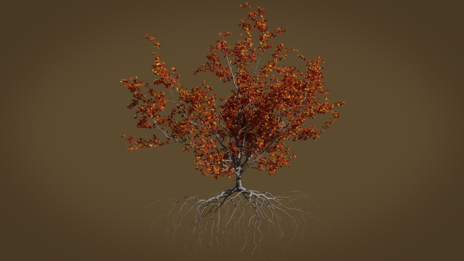 3D maple autumn 4 tree bark https://p.turbosquid.com/ts-thumb/S2/mUi8Bg/hSDdWS1J/render5/png/1574164963/1920x1080/fit_q87/edc58629c8d9abe48ea253bf04bcd6c26d4f98bc/render5.jpg