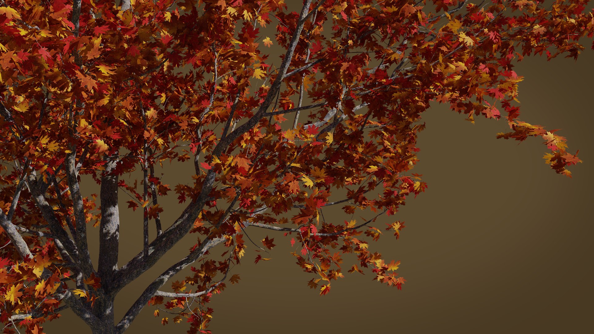 3D maple autumn 4 tree bark https://p.turbosquid.com/ts-thumb/S2/mUi8Bg/xNLIawgt/render9/png/1574164963/1920x1080/fit_q87/8ae81e21d94546f0a62158bd9b281a71d2225fa8/render9.jpg