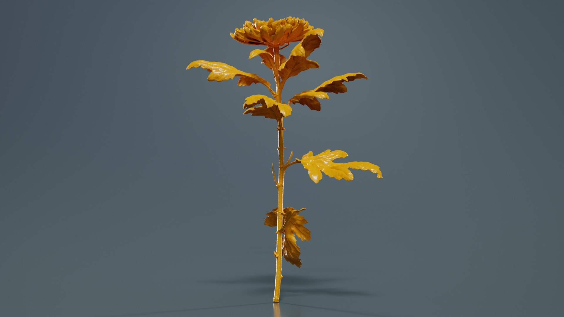 Hardy Garden Mum Chrysanthemum Morifolium Remastered model https://p.turbosquid.com/ts-thumb/S2/whH3Zb/4M/hardy_garden_mum_chrysanthemum_morifolium_12/jpg/1740376572/1920x1080/fit_q87/f7c8d14a4913ac4f8fb583838c6c8099e2f032b7/hardy_garden_mum_chrysanthemum_morifolium_12.jpg