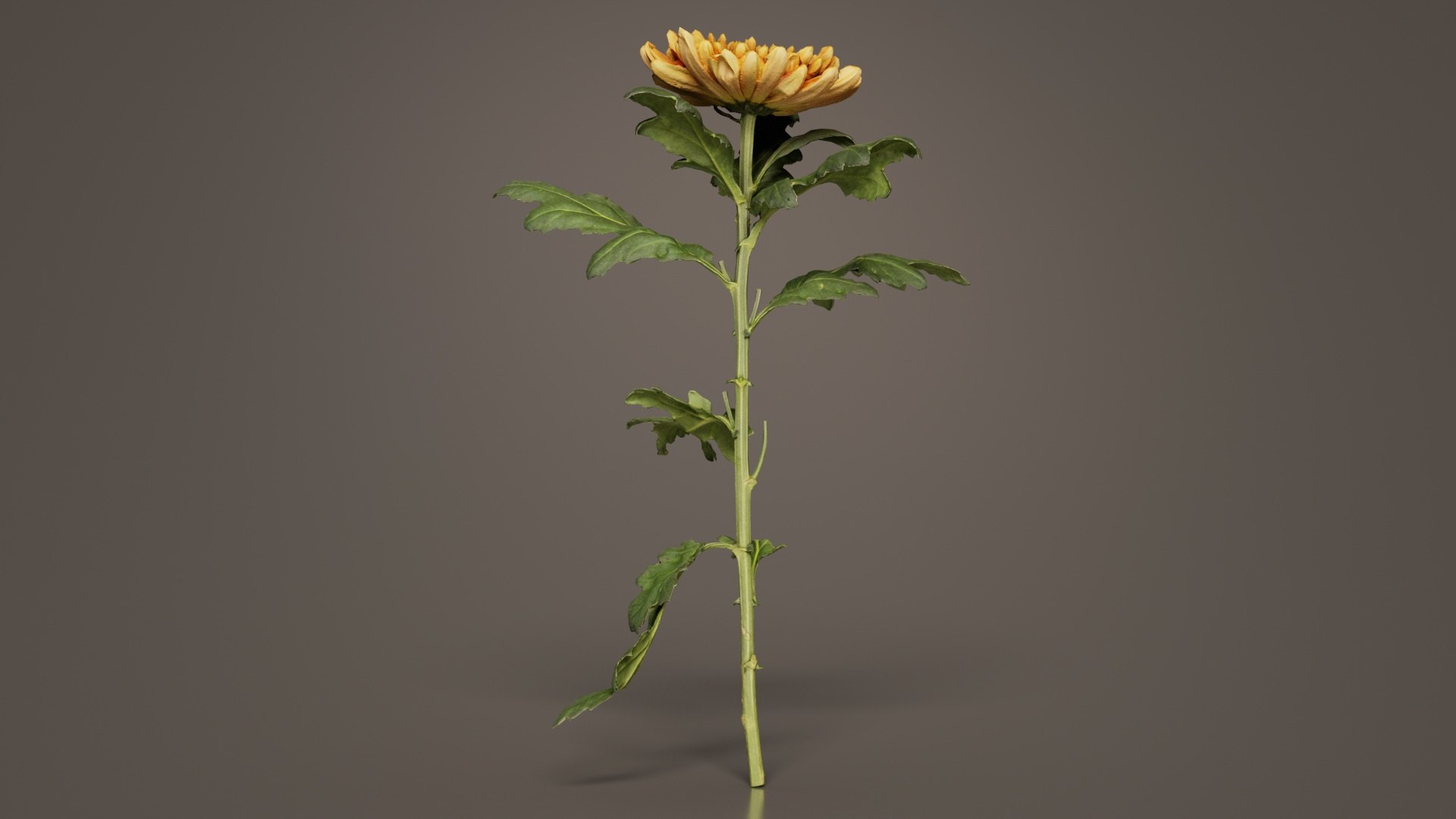 Hardy Garden Mum Chrysanthemum Morifolium Remastered model https://p.turbosquid.com/ts-thumb/S2/whH3Zb/Fn/hardy_garden_mum_chrysanthemum_morifolium_05/jpg/1740376554/1920x1080/fit_q87/c629f20e89f93f9fb3f7d832fc66ca996326757b/hardy_garden_mum_chrysanthemum_morifolium_05.jpg