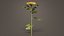 Hardy Garden Mum Chrysanthemum Morifolium Remastered