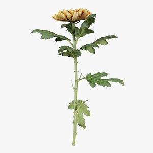 Hardy Garden Mum Chrysanthemum Morifolium Remastered