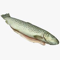 Fish Brook Trout