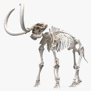 Mammoth Skeleton Clean Bones Rigged for Modo 3D model