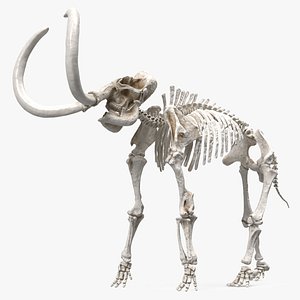 Mammoth Skeleton Clean Bones Rigged for Modo