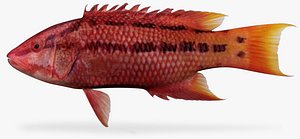 mexican hogfish 3d x