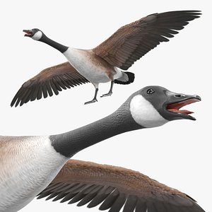 Canadian Goose with Spread Wings Brown