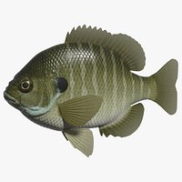 Bluegill