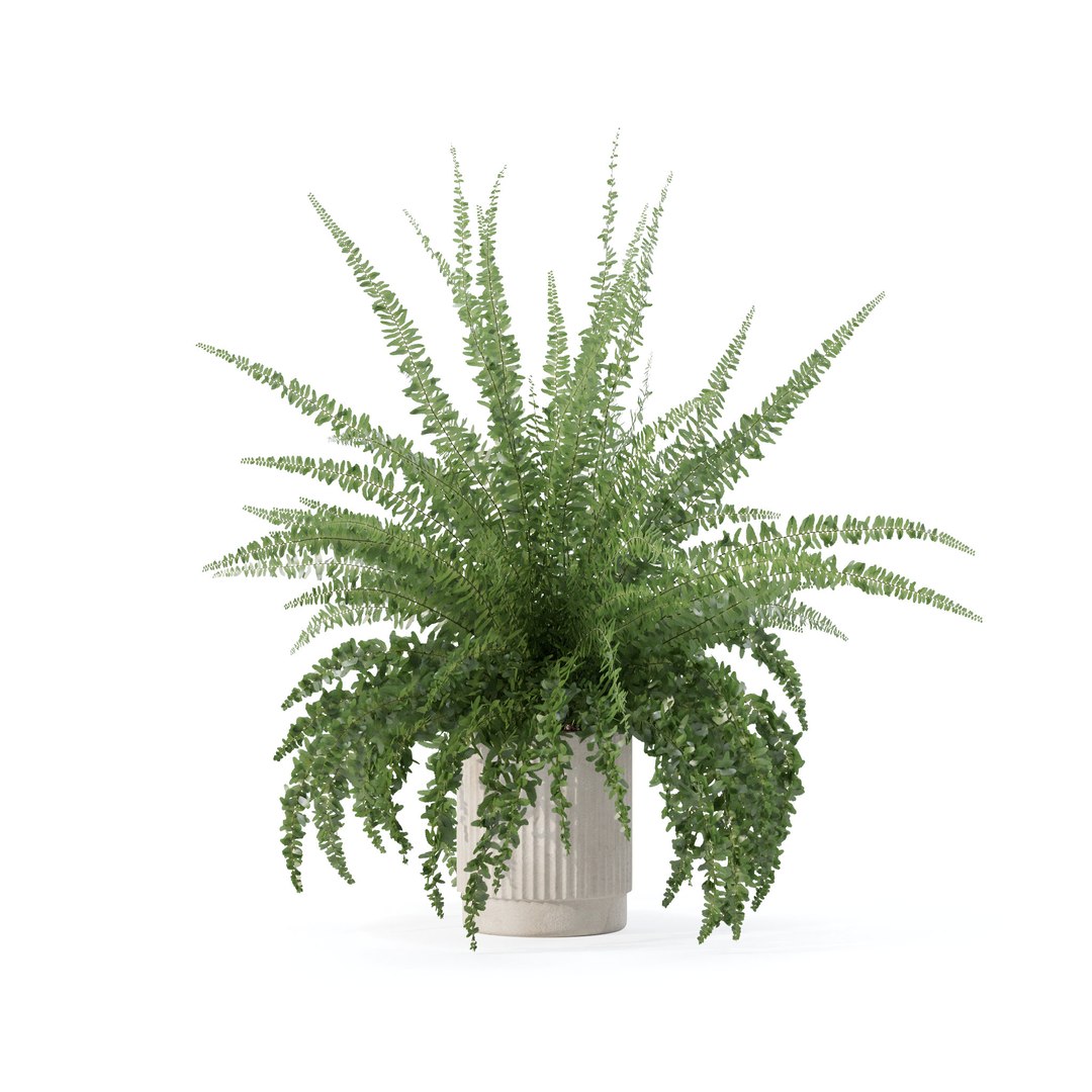 3D Fern In Modern Flower Pot - TurboSquid 2185774