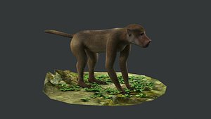 3D wildlife safari mammal zoo nature african wild baboon