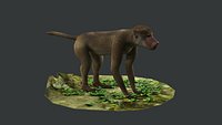 wildlife safari mammal zoo nature african wild baboon