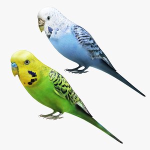 Budgie Collection model