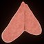 thymus