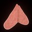 thymus
